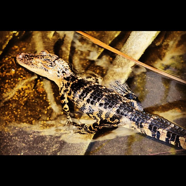 airboat tours